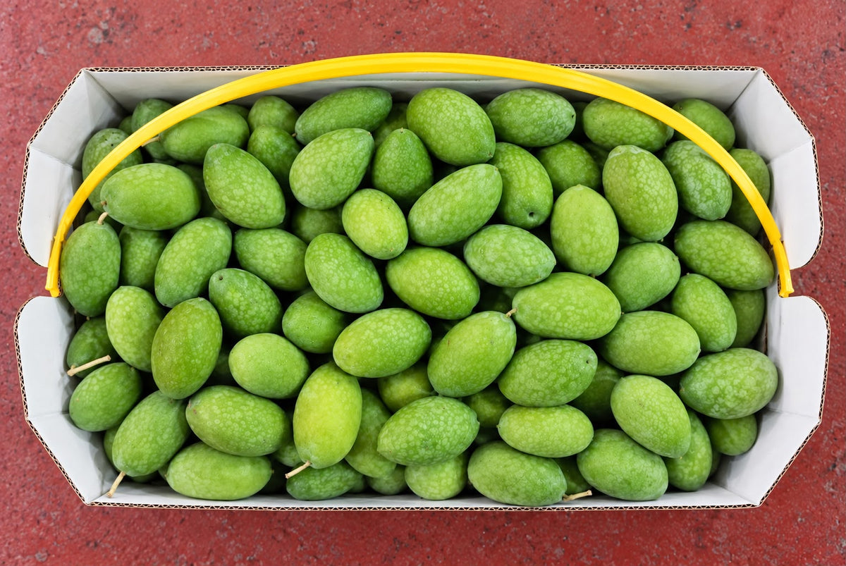 Bella Cerignola Green Olives 2.5kg case