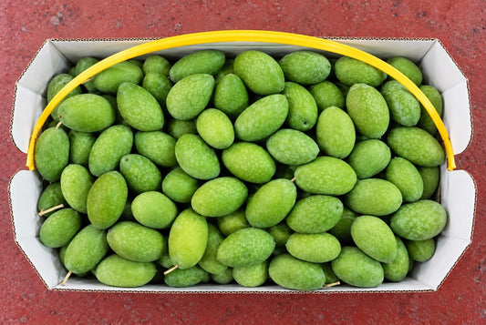 Bella Cerignola Green Olives 2.5kg case
