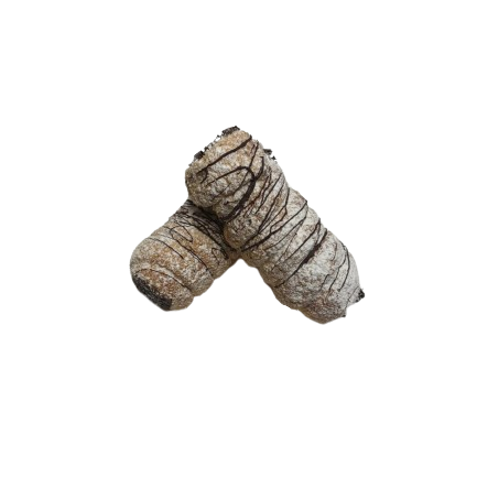 Large Chocolate Sfoglia Cannoli